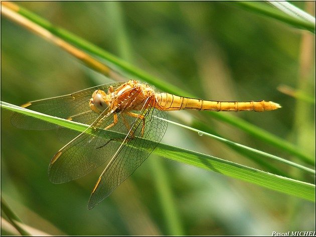 Orthétrum bleuissant (Orthetrum coerulescens), jeunes femelles, photo 2 sur 3