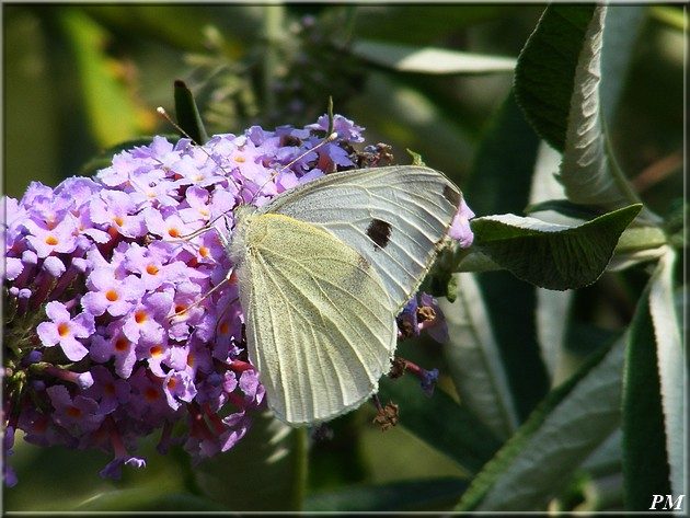 Piéride du Chou (Pieris brassicae), photo 2 sur 3