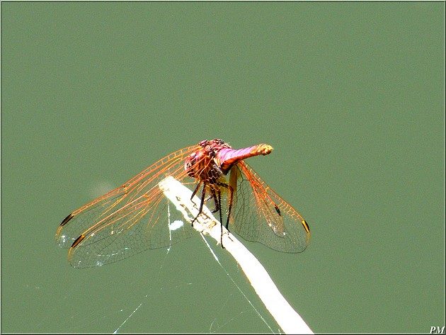 Trithémis annelé (Trithemis annulata), photo 3 sur 6