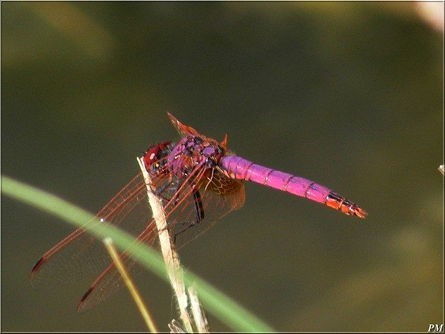 Trithémis annelé (Trithemis annulata), photo 2 sur 6