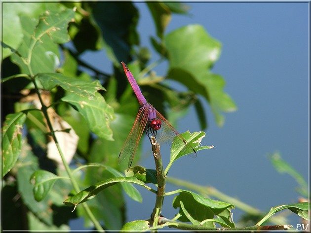 Trithémis annelé (Trithemis annulata), photo 4 sur 6
