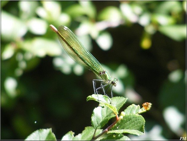 Caloptéryx éclatant (Calopteryx splendens), femelle