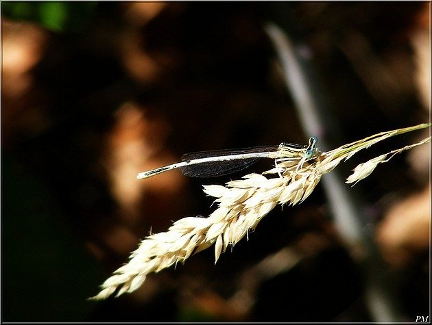 Pennipatte blanchâtre (Platycnemis latipes), photo 1 sur 5
