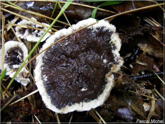 Hydne noir (Phellodon niger), photo 1 sur 2
