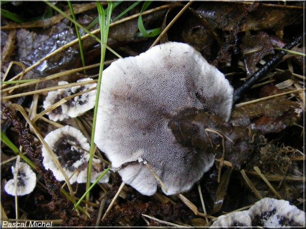 Hydne noir (Phellodon niger), photo 2 sur 2