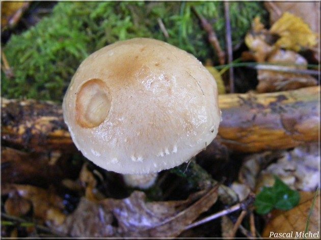 Flammule glutineuse (Pholiota lenta), photo 1 sur 3