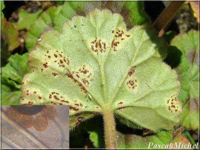 Rouille du Pelargonium (Puccinia pelargonii-zonalis)