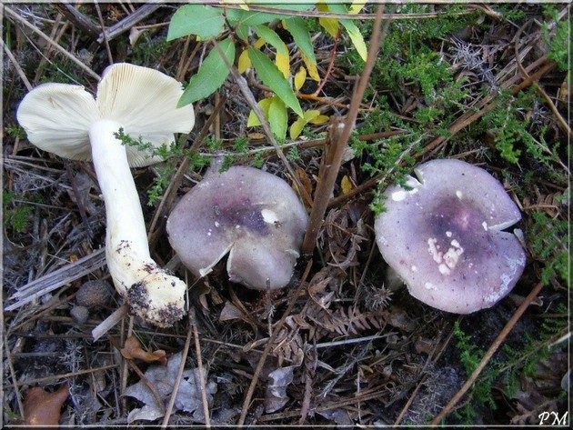 Russule à pied creux (Russula cavipes), photo 1 sur 2