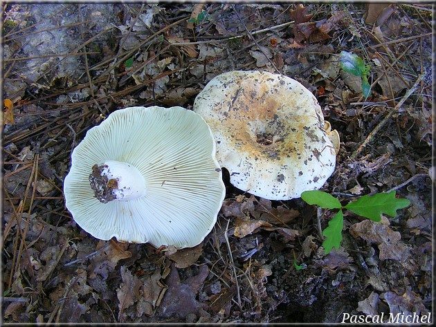 Russule à lames glauques (Russula chloroides)