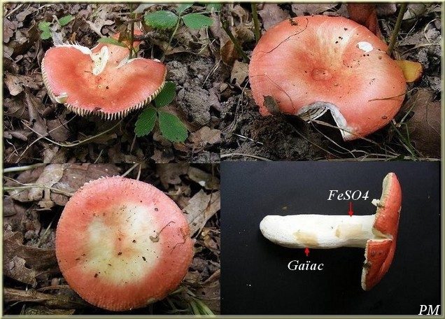 Russule coccinée (Russula pseudointegra), photo 1 sur 2