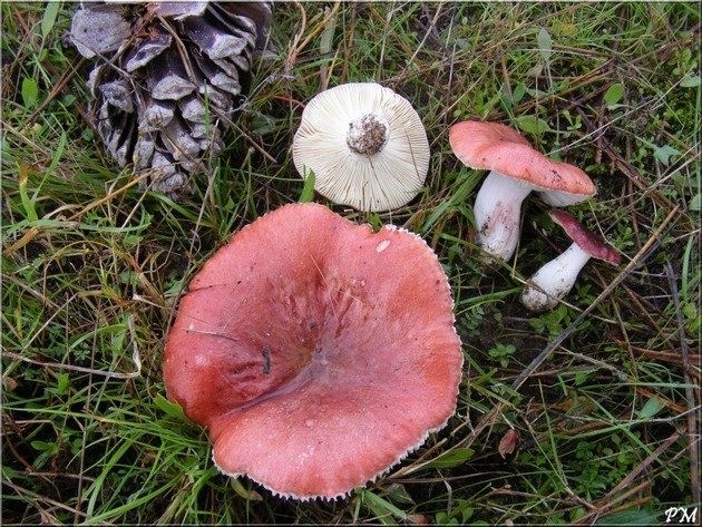 Russule sanguine (Russula sanguinea), photo 1 sur 2