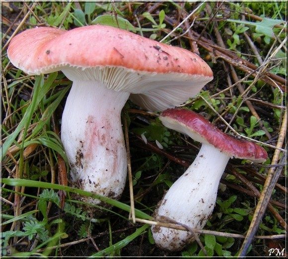 Russule sanguine (Russula sanguinea), photo 2 sur 2