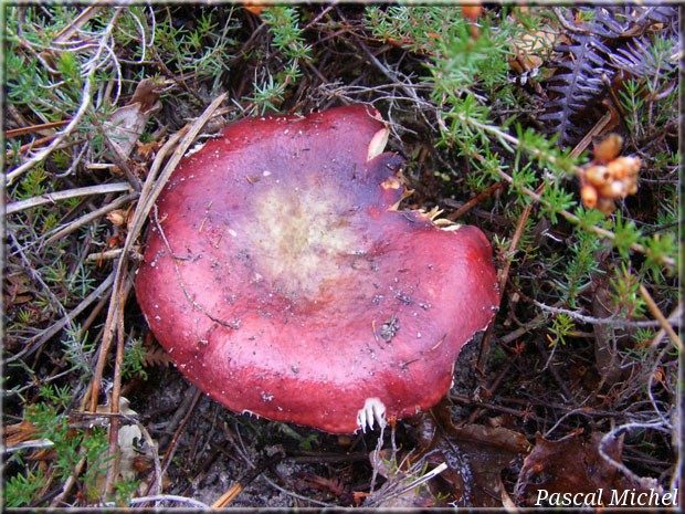 Russule des pinèdes (Russula torulosa), photo 2 sur 2