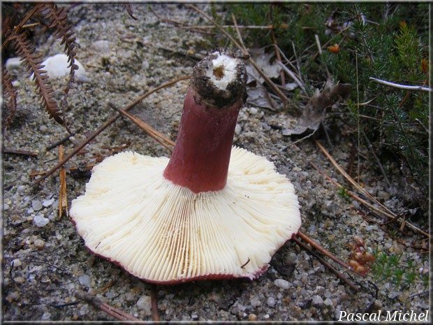 Russule des pinèdes (Russula torulosa), photo 1 sur 2