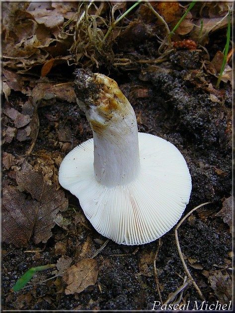 Russule comestible, photo 2 sur 3