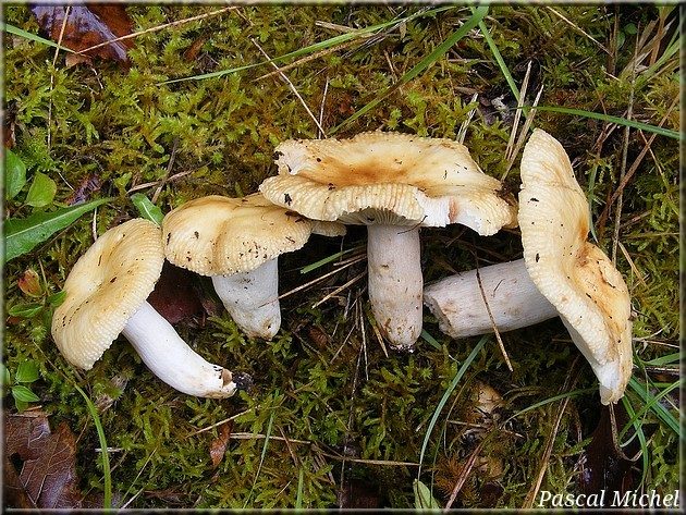 Russule fétide (Russula foetens)