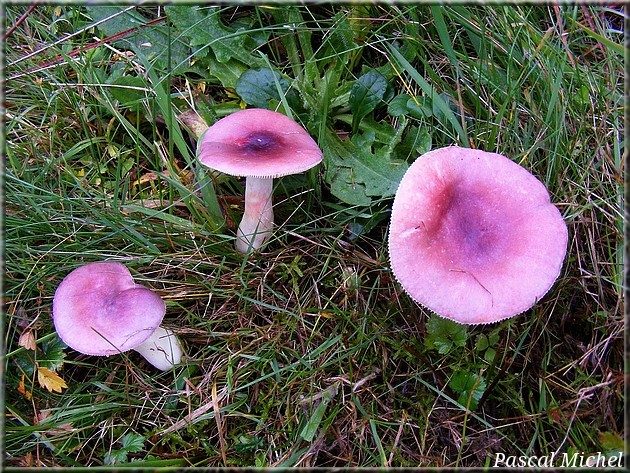Russule sardoine (Russula sardonia), photo 1 sur 2