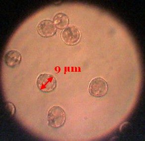 Amanite fauve (Amanita fulva), forme alba, photo 2 sur 2