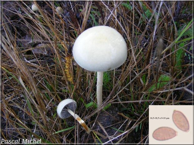 Protostropharia semiglobata, photo 1 sur 2