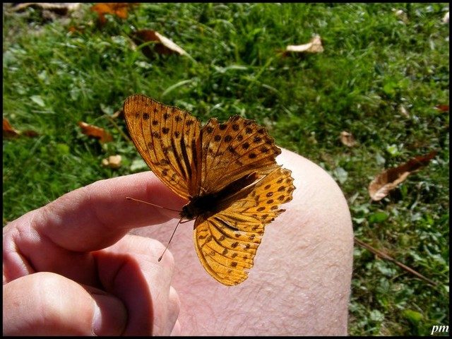 Papillon orange tacheté de noir, posé sur un doigt