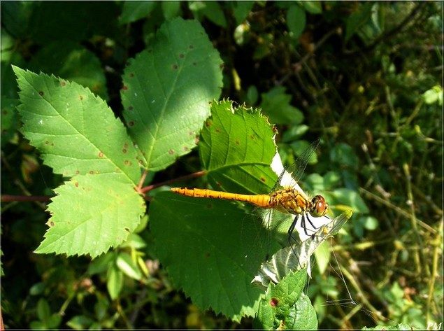 Sympétrum sanguin (Sympetrum sanguineum), photo 8 sur 8