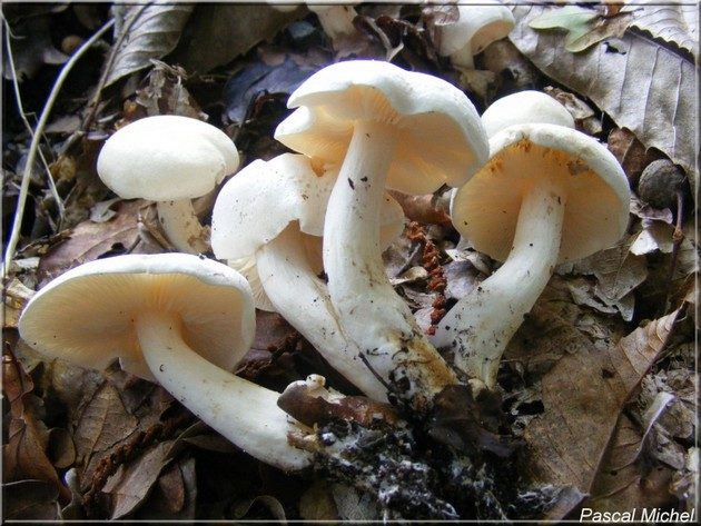 Tricholome blanc (Tricholoma album)