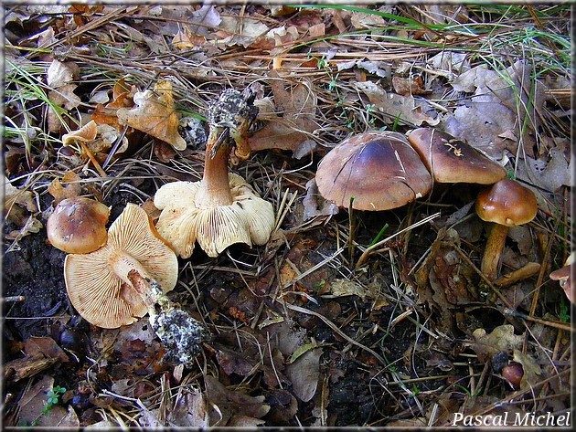 Tricholome des chênaies (Tricholoma quercetorum), photo 1 sur 2