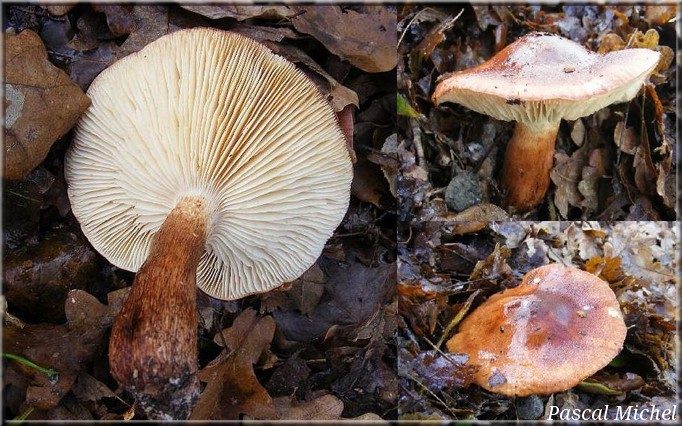 Tricholome faux-brûlé (Tricholoma ustaloides), photo 1 sur 4