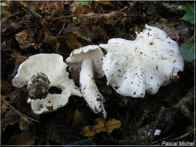 Tricholome colombette (Tricholoma columbetta)