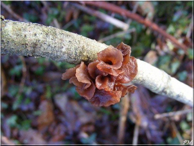 Phaeotremella foliacea