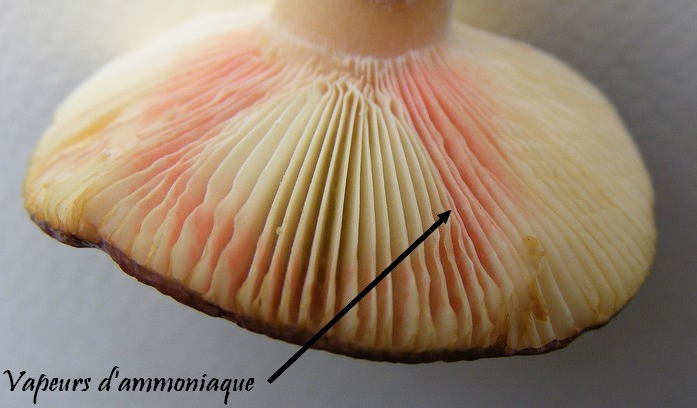 Vapeurs d'ammoniaque sur les lames de (Russula sardonia)